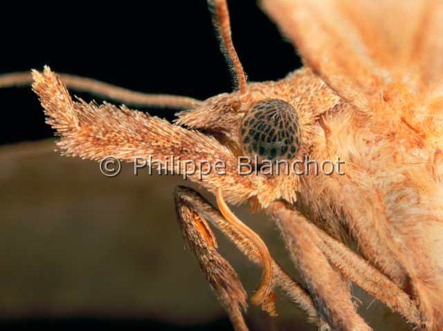 Pterostoma palpina.JPG - in "Portraits d'insectes" ed. SeuilPterostoma palpinaMuseauLepidopteraNotodontidaeFrance